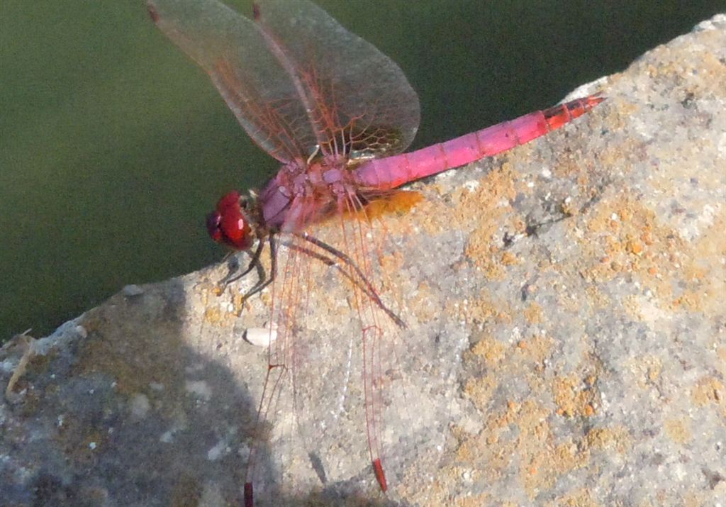 Trithemis annulata